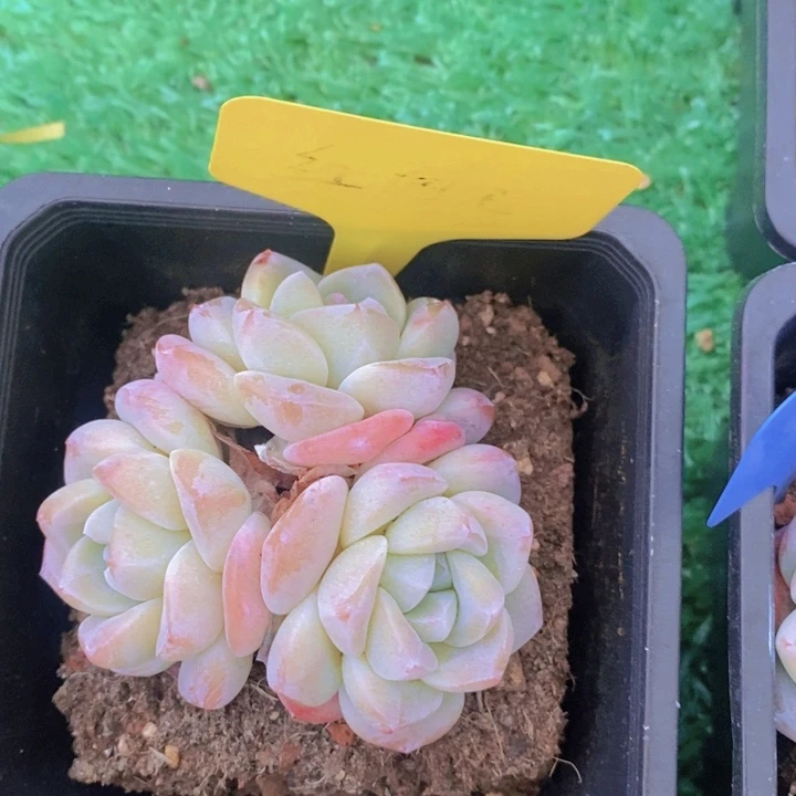 多肉植物，开心多肉，粉丝福利场