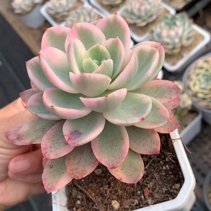 粉色维拉多肉植物