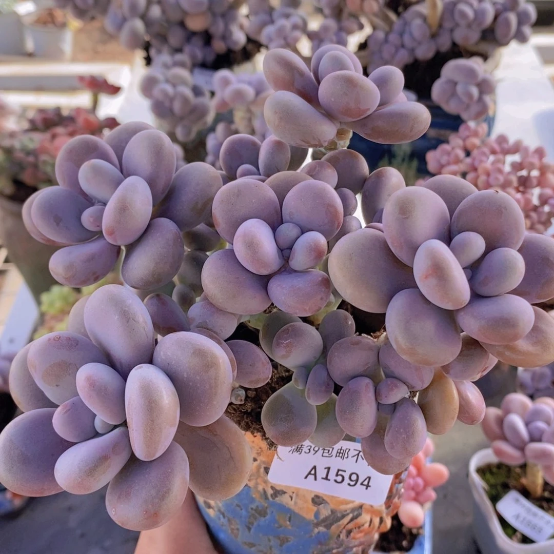 腰子桃蛋14cm1594多肉植物