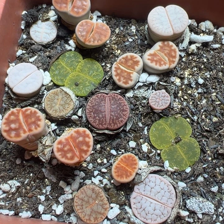 【闪购商品】 1018。