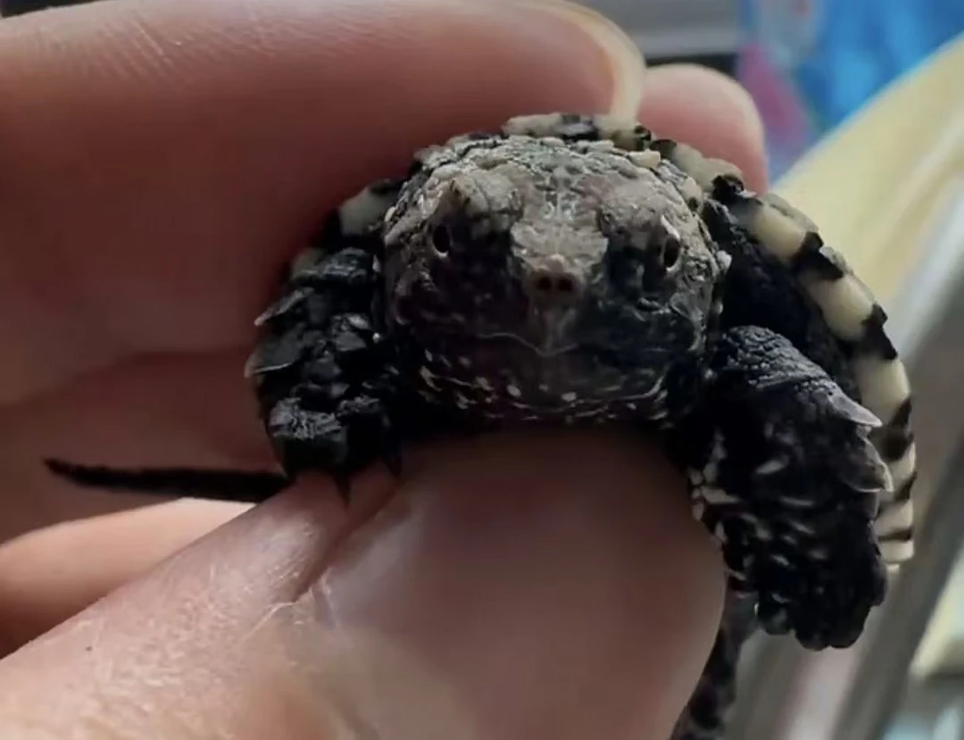 纯佛鳄龟乌龟爆刺龟苗