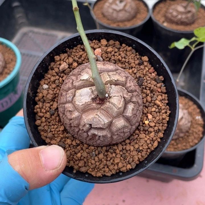 404龟甲龙块根植物