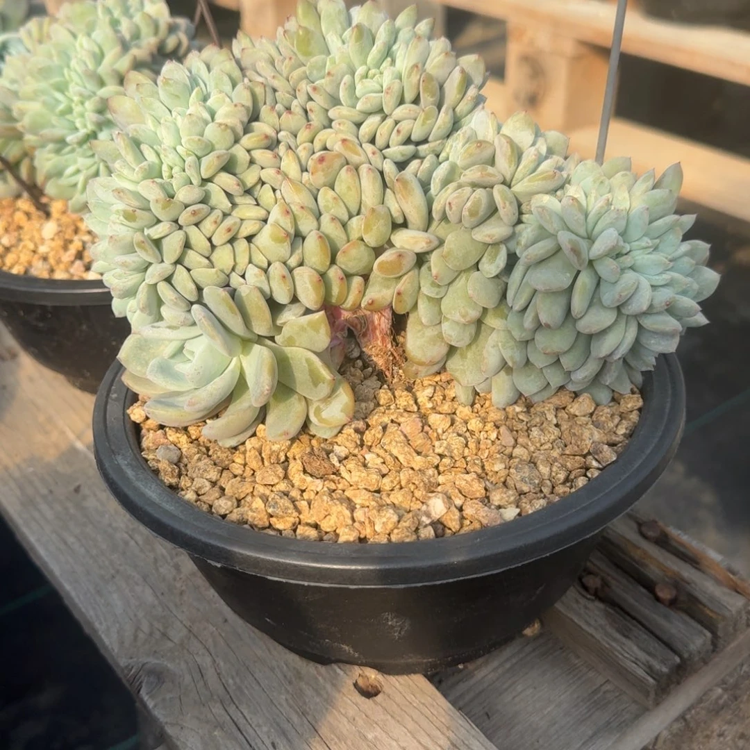 星影树缀无砍多肉