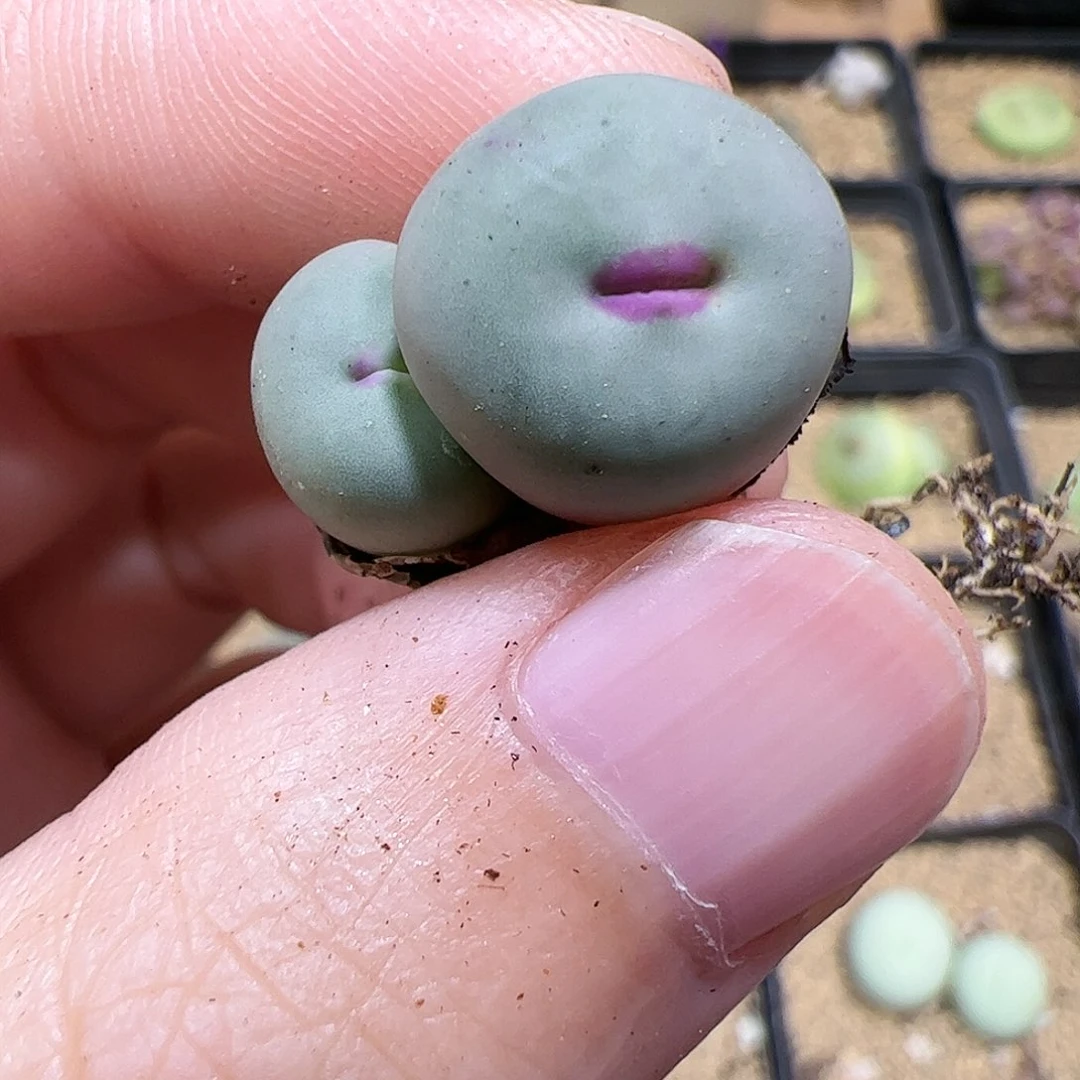 【闪购商品】118 小红嘴