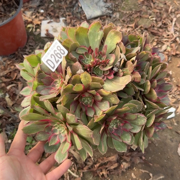 莲花座……多肉植物……
