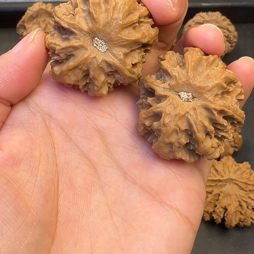 核桃突突突突突突突突突突突突突突