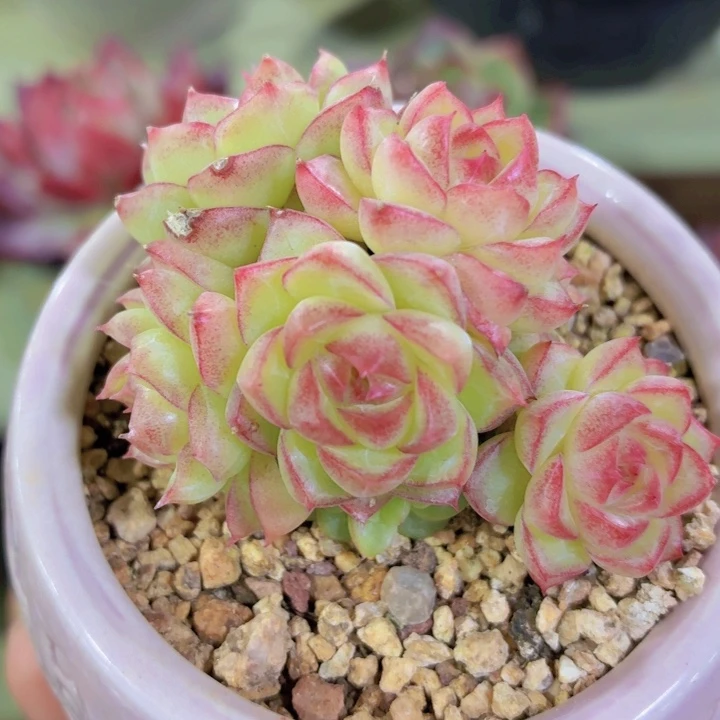 多肉植物女王福利