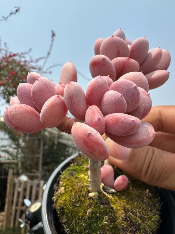 《进口》正版级灰姑娘多肉植物