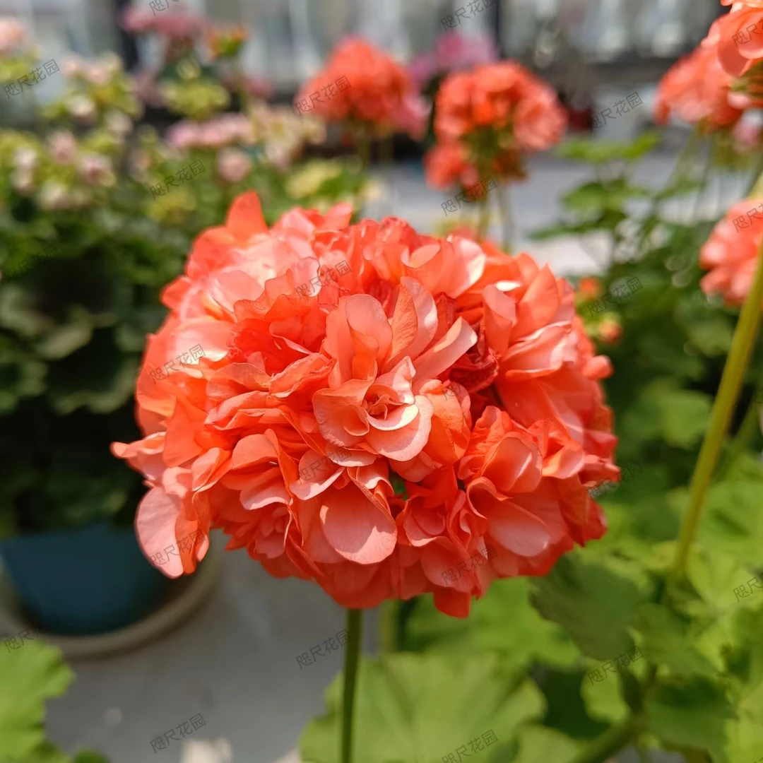 【再见梦想】直立天竺葵（零下拍保温冻坏不售后）