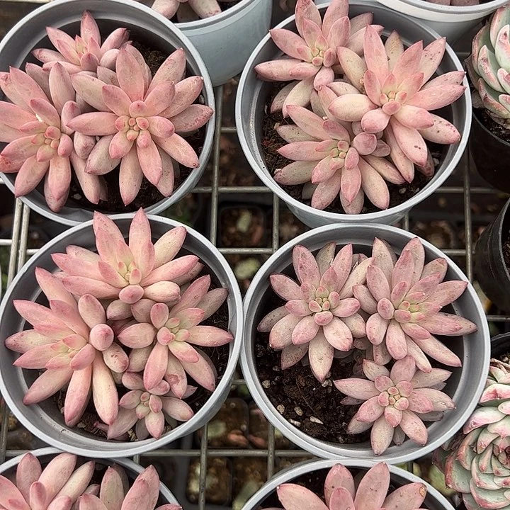 金鱼姬多肉植物精品