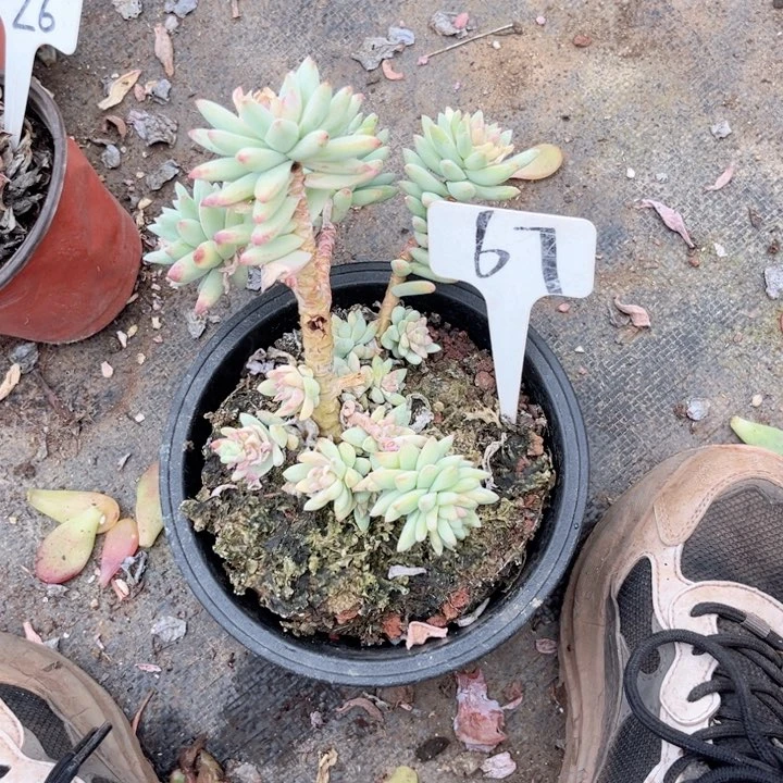 晨语多肉一物一拍67