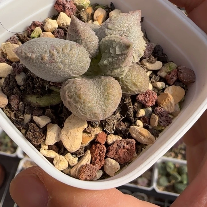 F***s倒刺冰淇淋水泡多肉