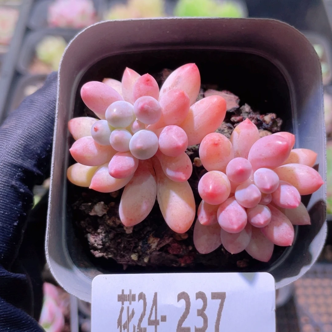 花利美24-237婴儿手指