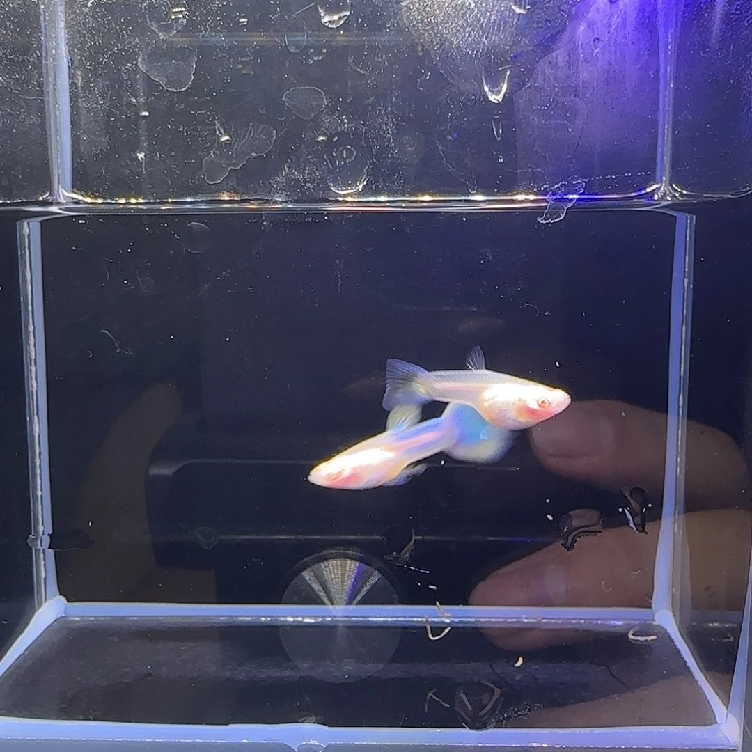 孔雀鱼天使彩虹。10号