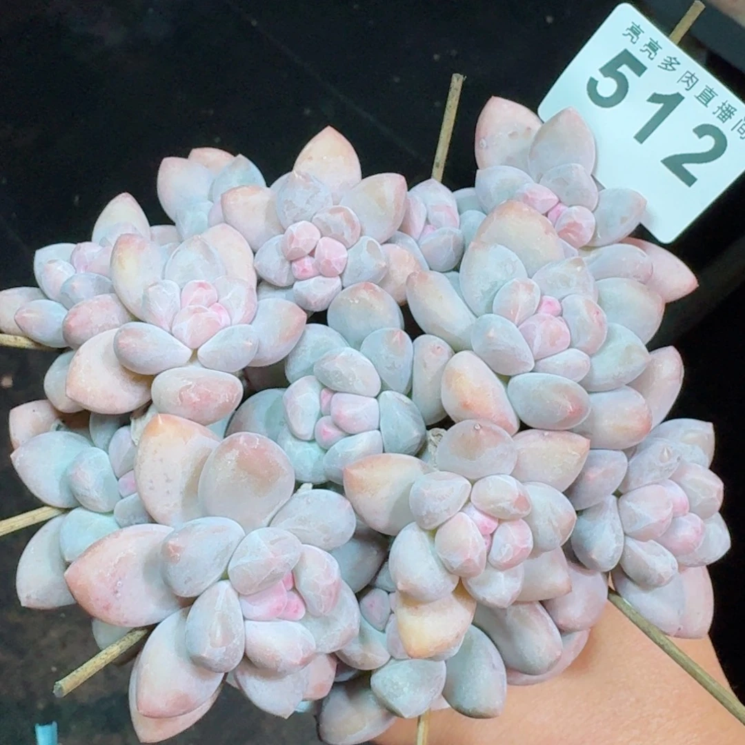 丸叶香水群生整装无砍