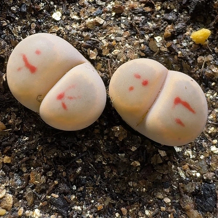 生石花11111。   138