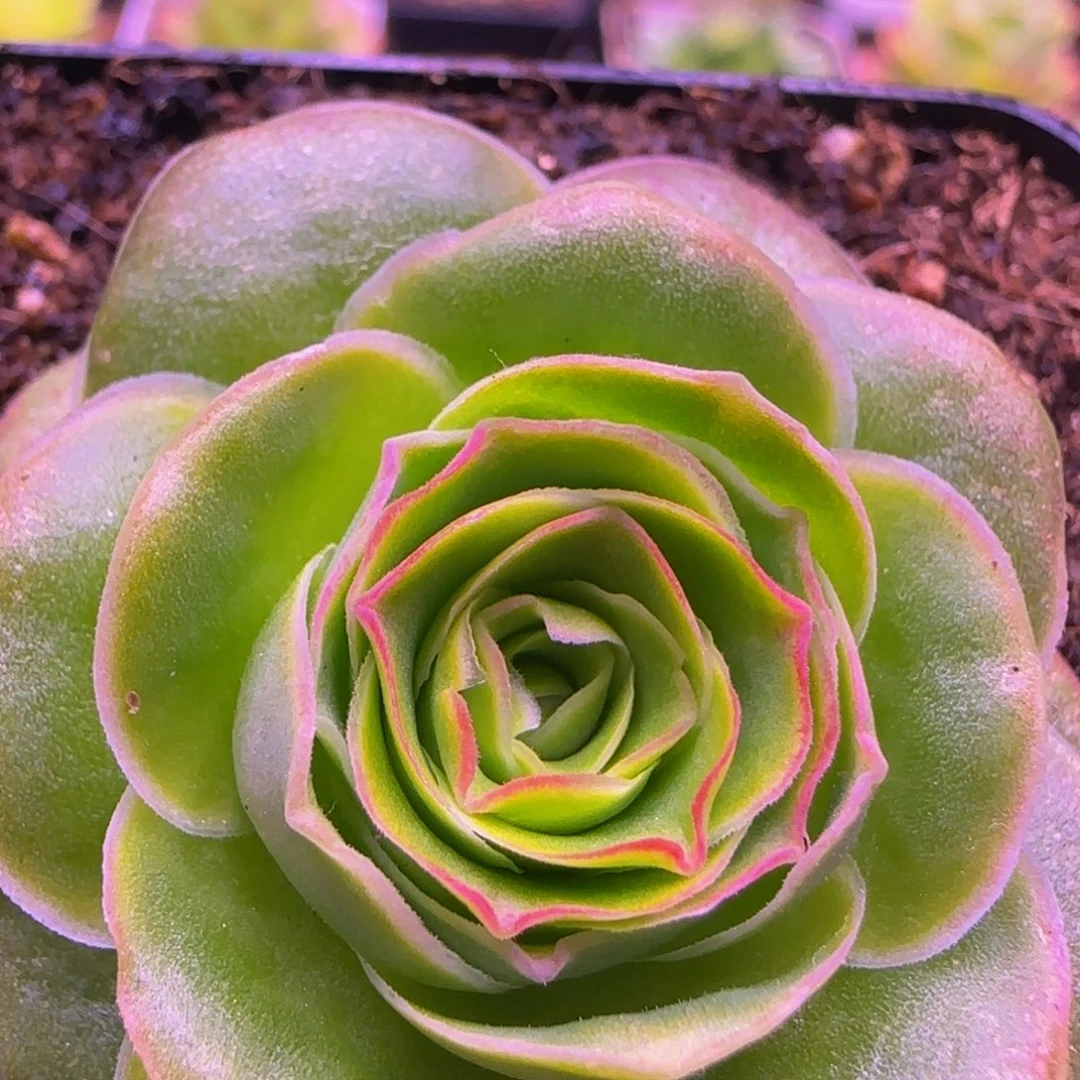 福利1353534686767686