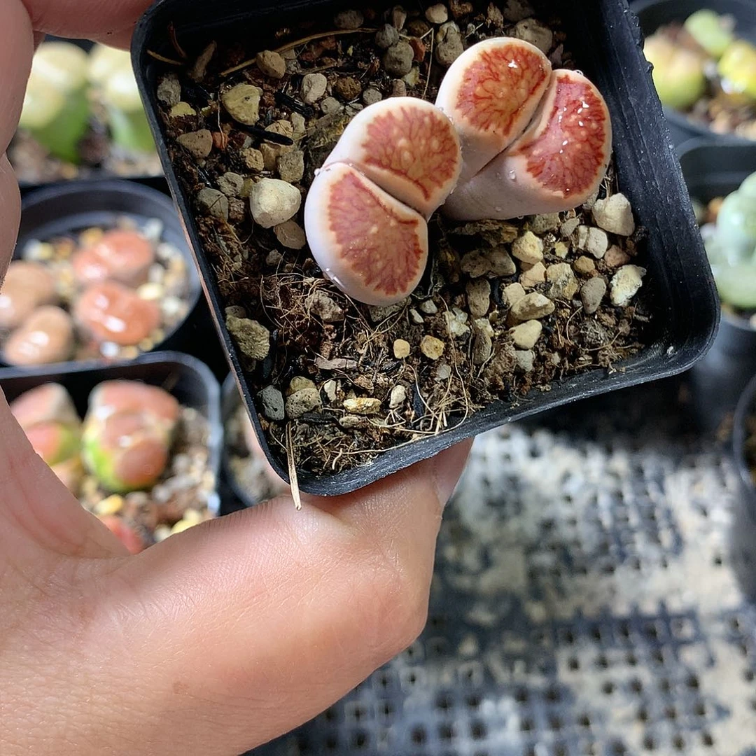K26多肉植物保护