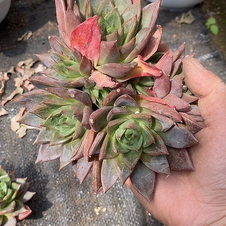 清***馆小七夕多肉蜜桃仙子100
