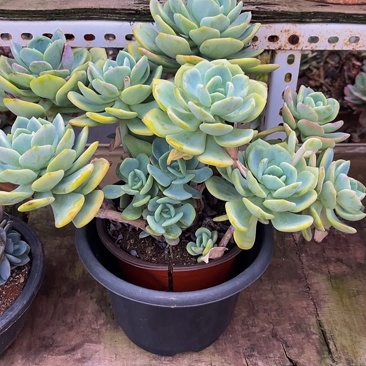 白月光大群、一物一拍19.8