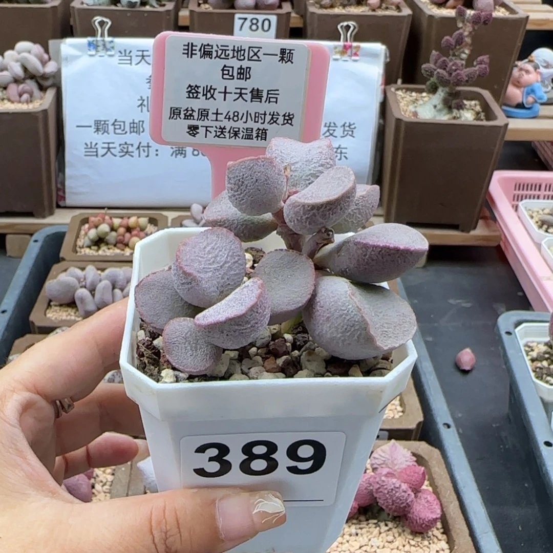 P****-389黛安娜多肉植物