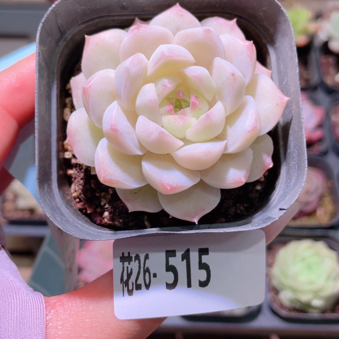 花利美26-515新品