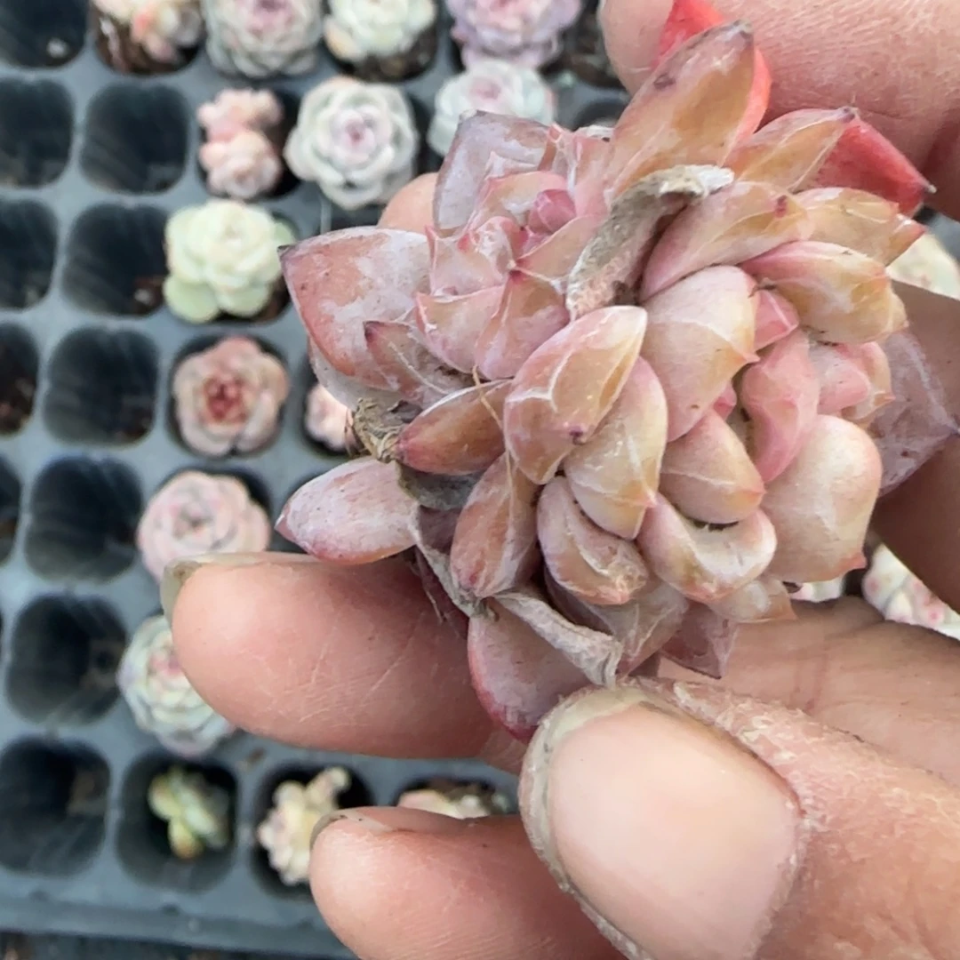 吃***嘞多肉小卡拉米糖心一物一拍