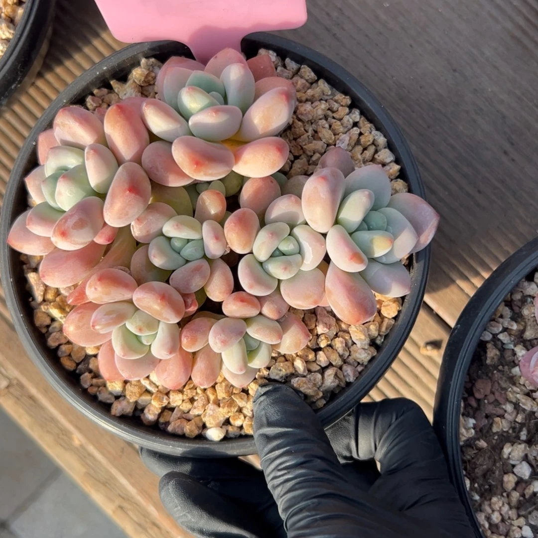 特价红洛神 1111111111111