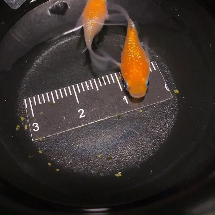 青鳉鱼一物一拍695