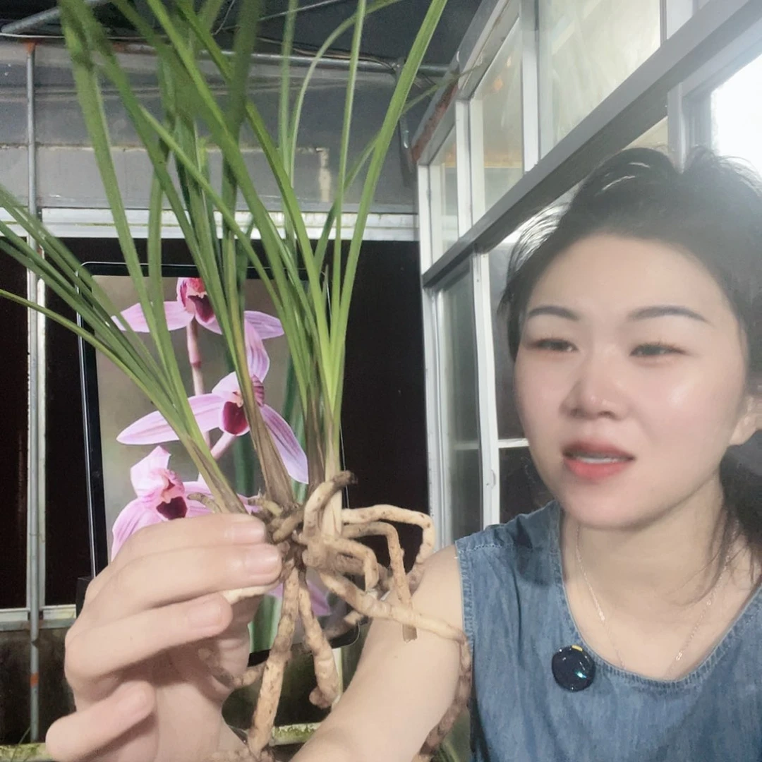 当前无花栽培后可以开花