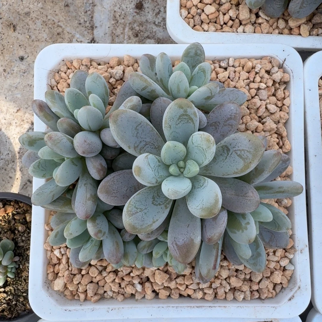 海妮亚 群生 一物一拍