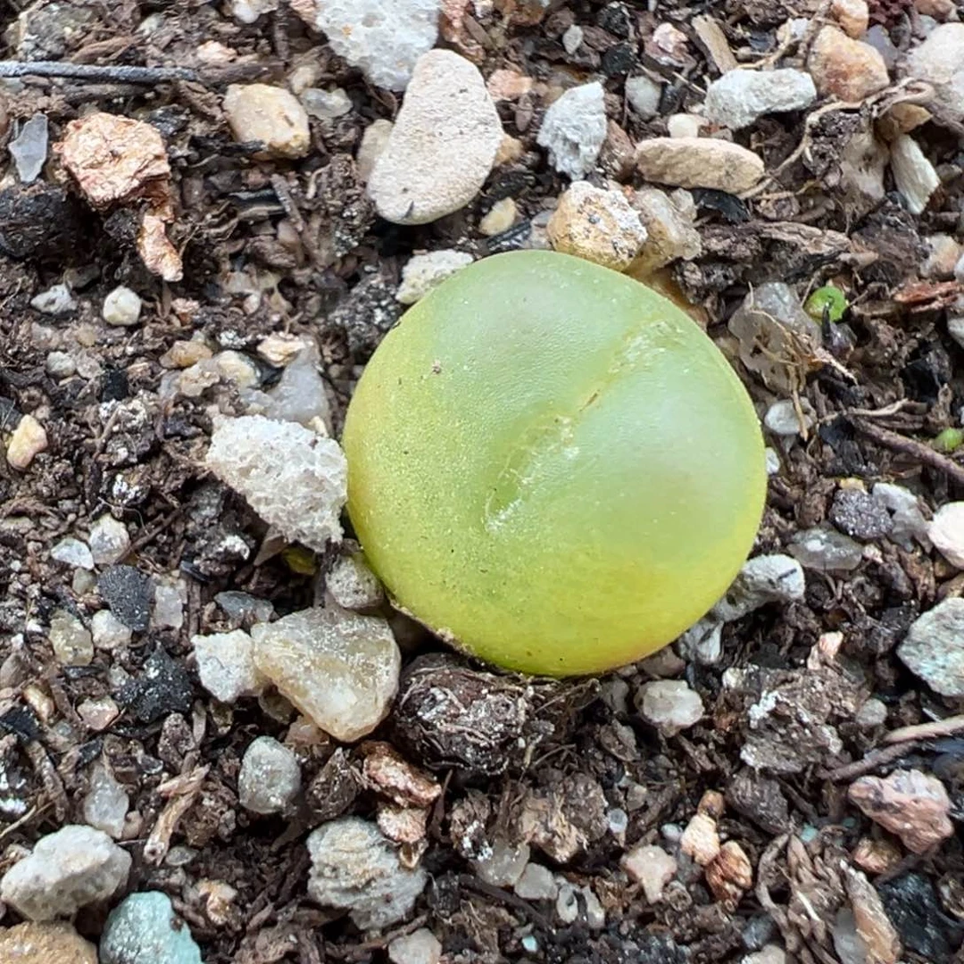 11.12好看的多肉脱土发货289