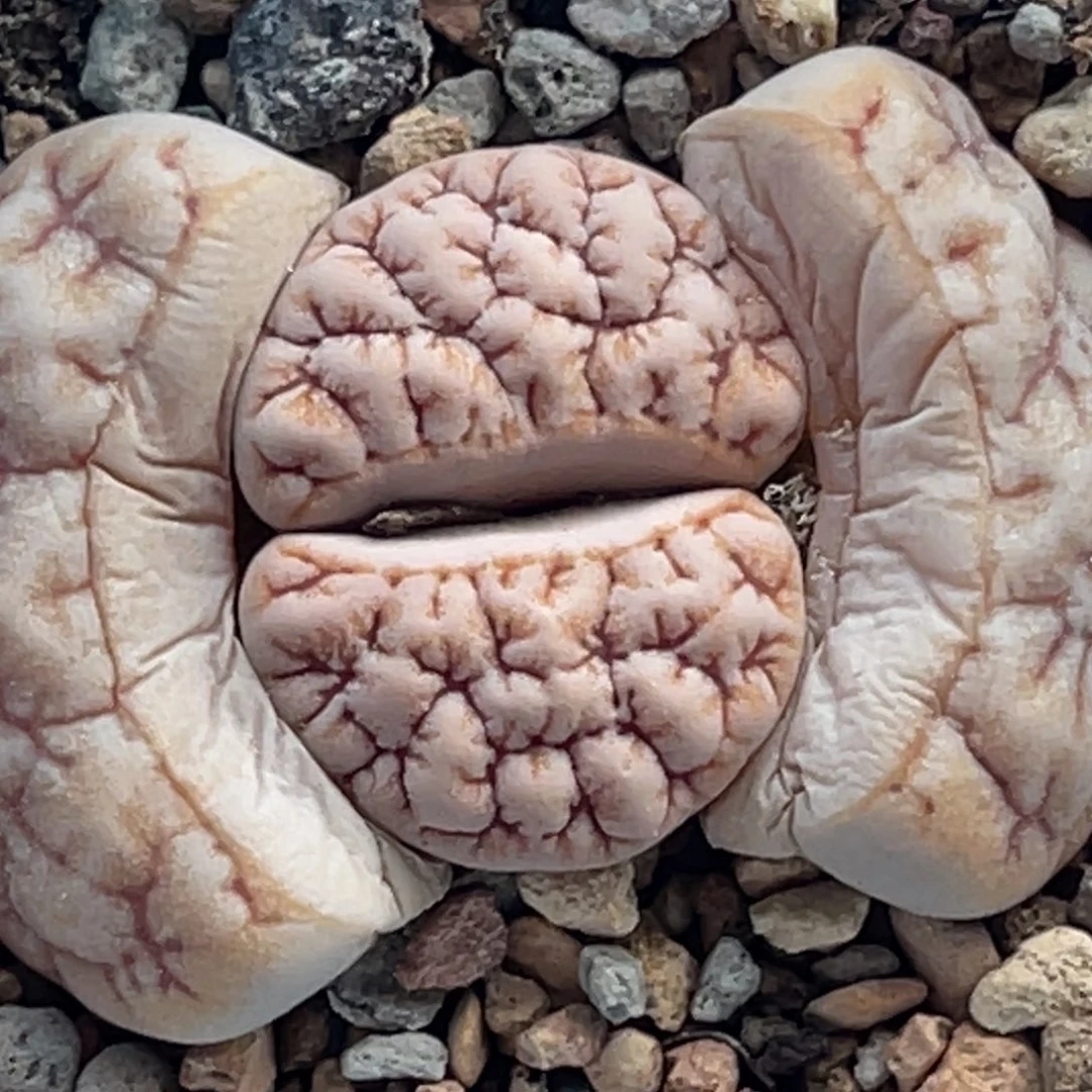 8906凹凸铁189一颗