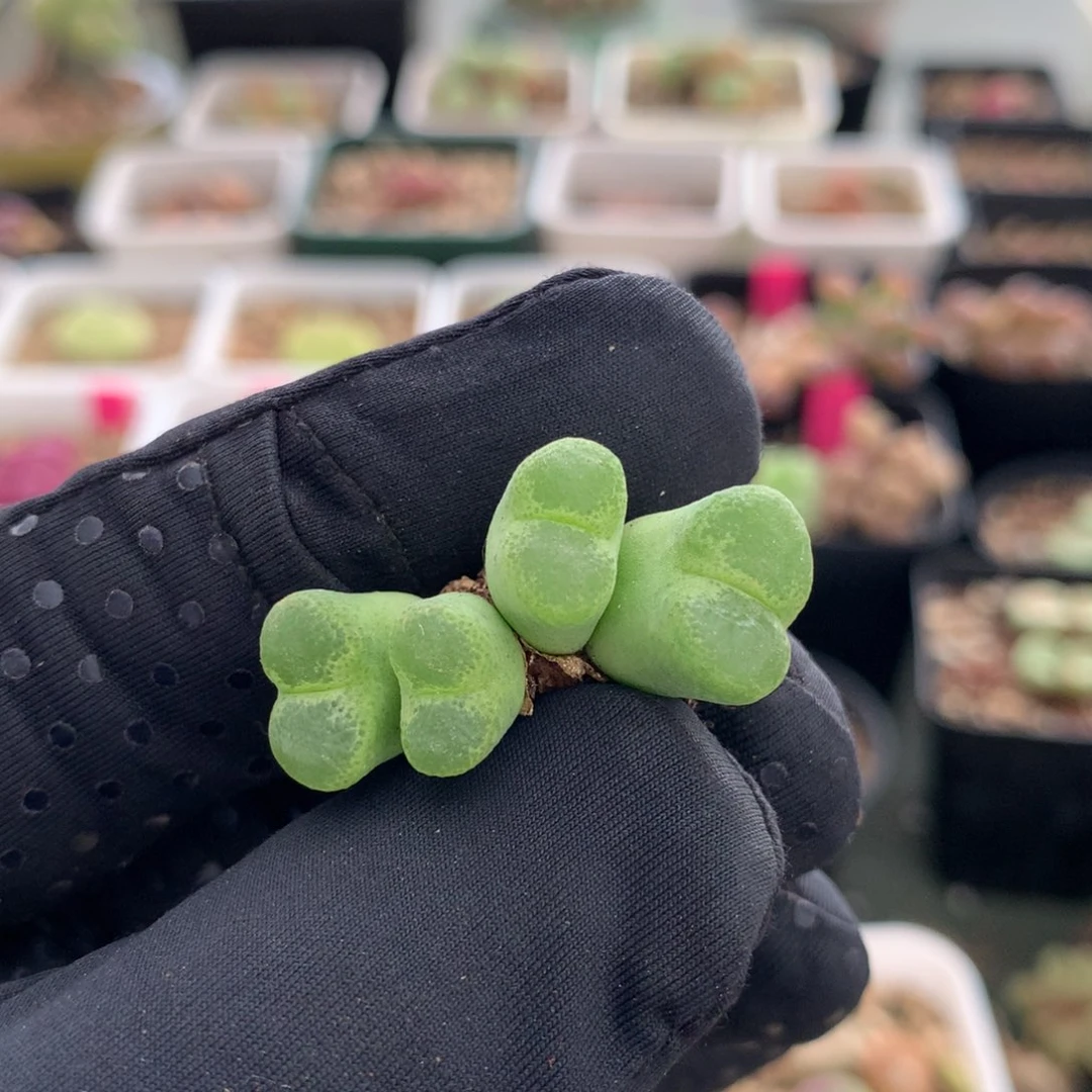 203风铃母本一颗