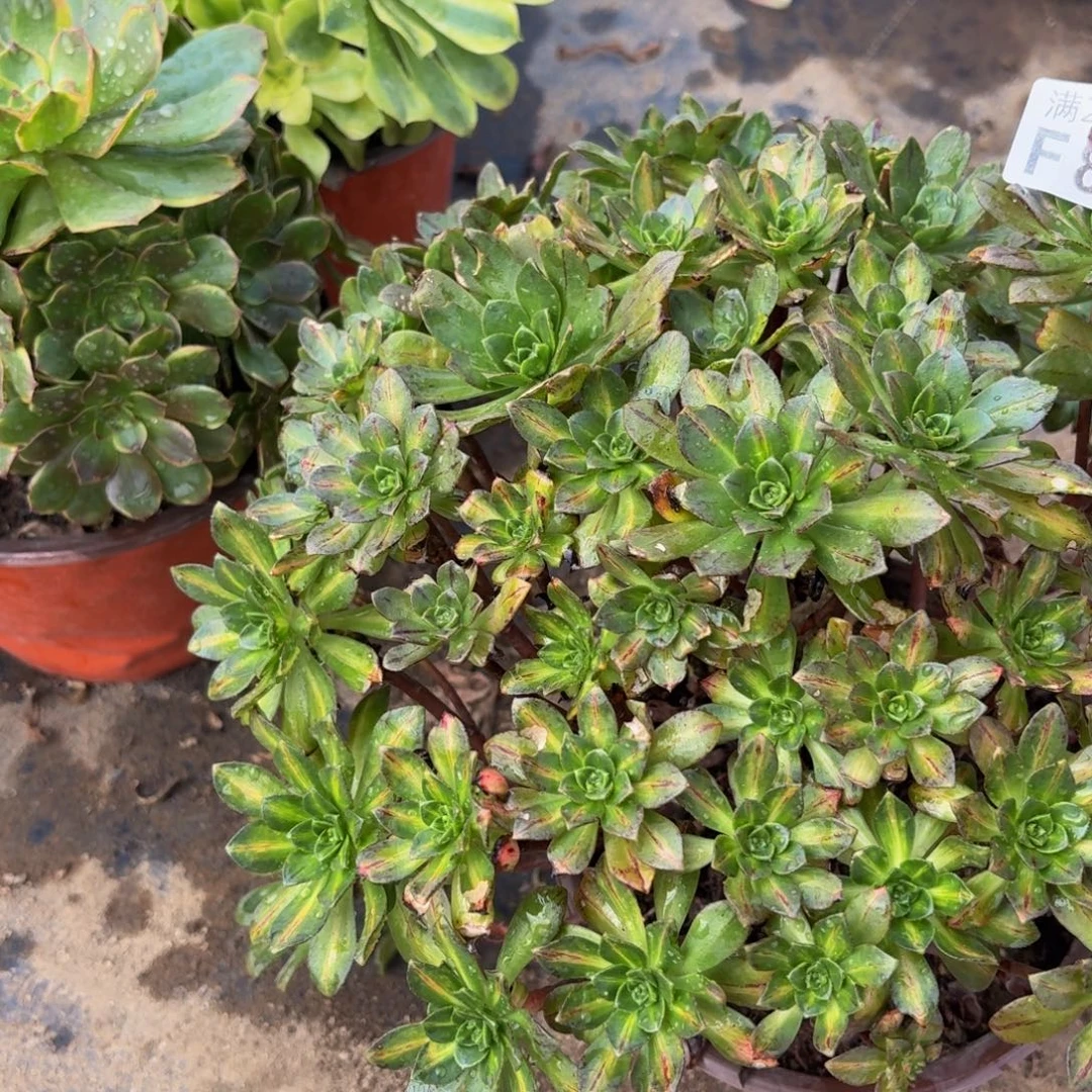 839多肉植物捧花的