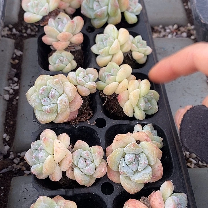 127 多肉植物盆栽花卉