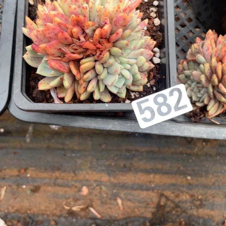 武*多肉植物一物一拍