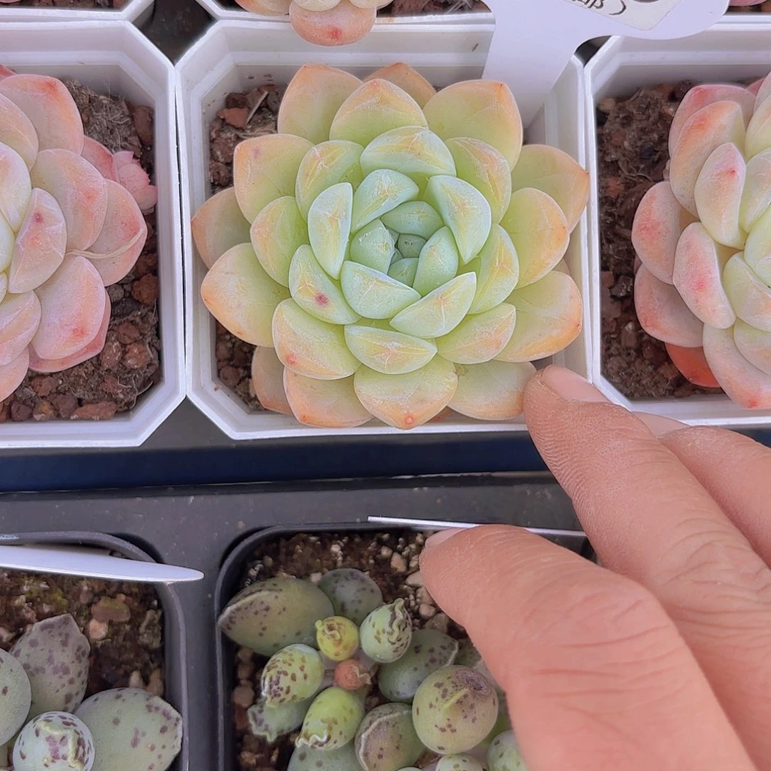 A651冰魄一物一拍