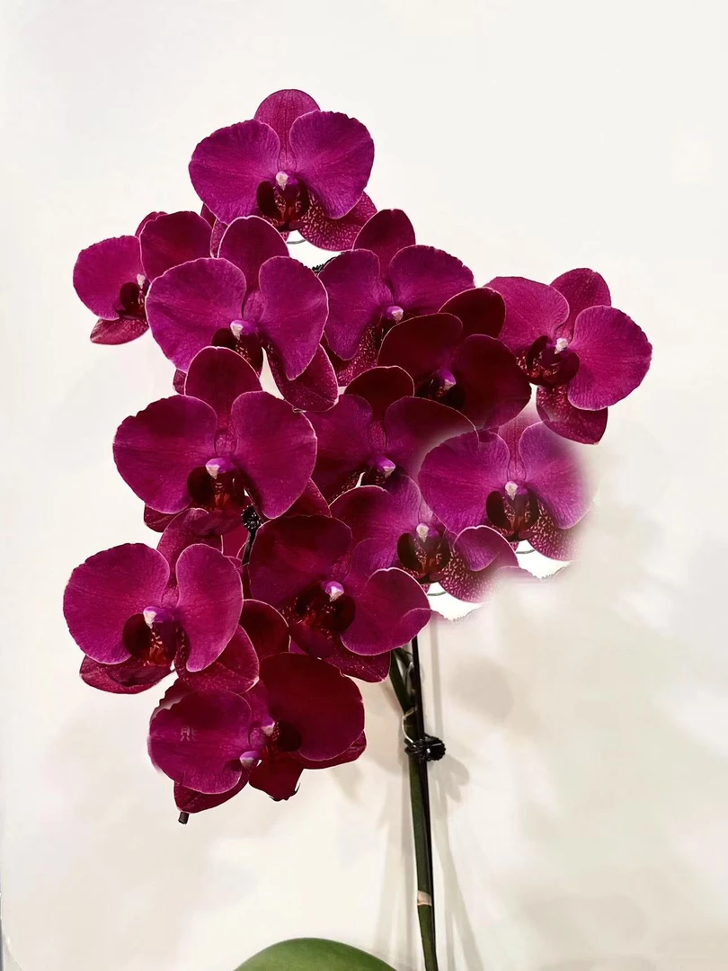 【带花苞2花剑蒙特勒】蝴蝶兰年宵花优选寓意喜上眉梢居家装饰