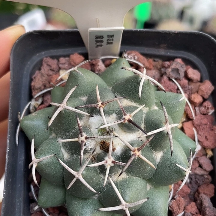 7055 魔象实生裸根发货