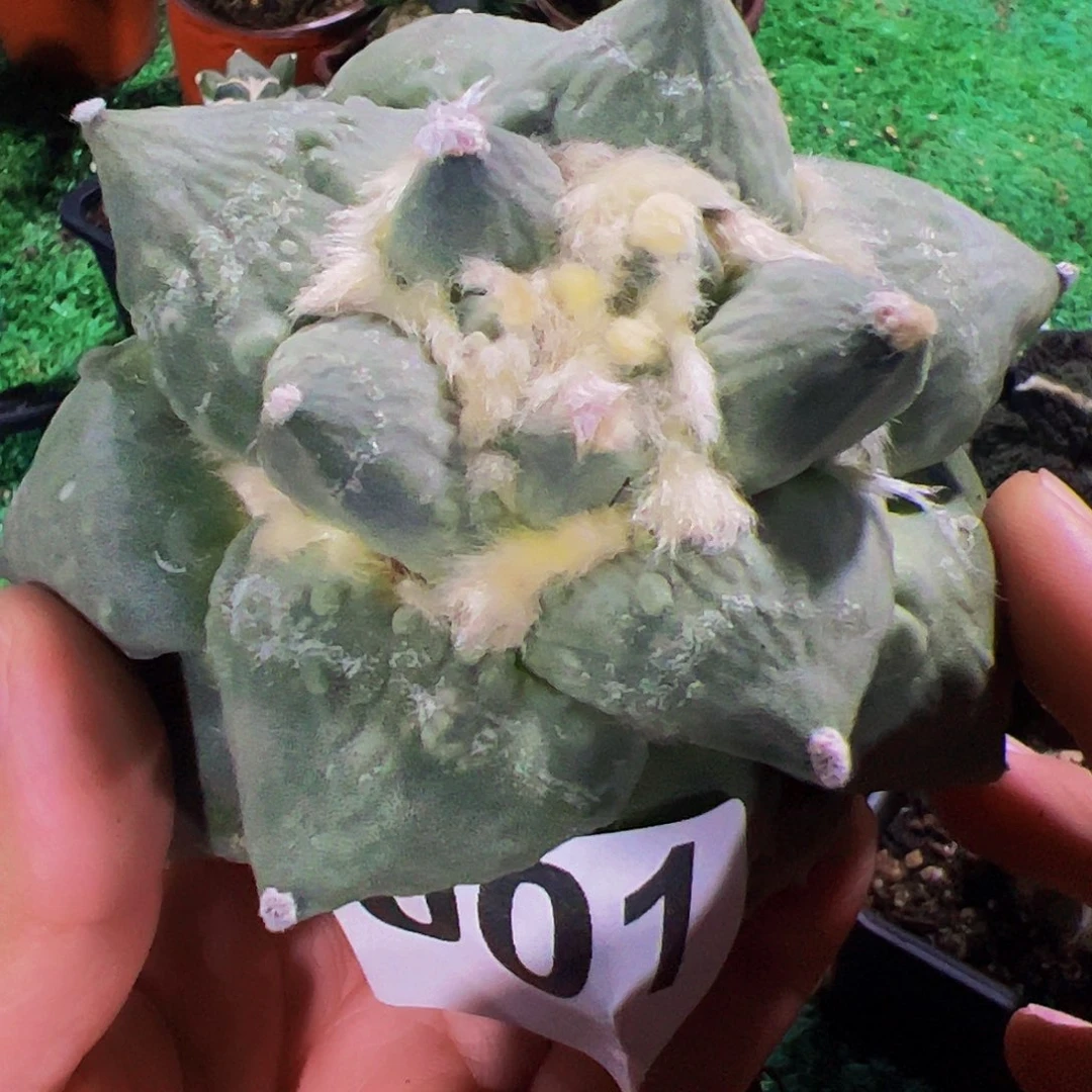 无花朵福利达摩青瓷怒涛牡丹001