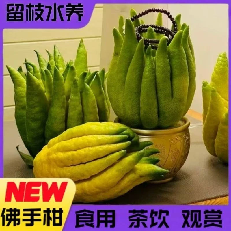 【福柑堂】基地直发新鲜佛手柑可观赏闻香清供食用佛手柑