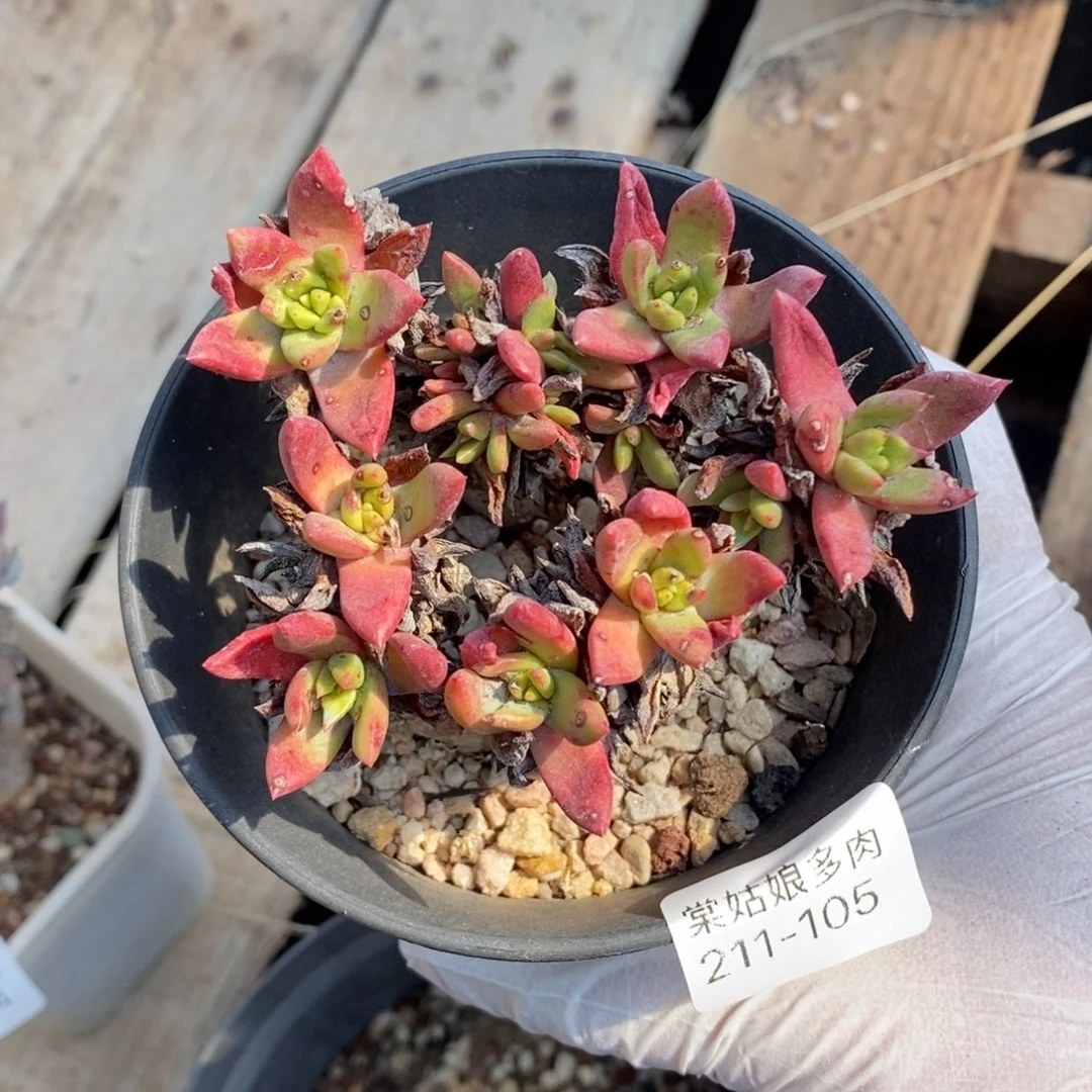 105号苹果叶小可爱