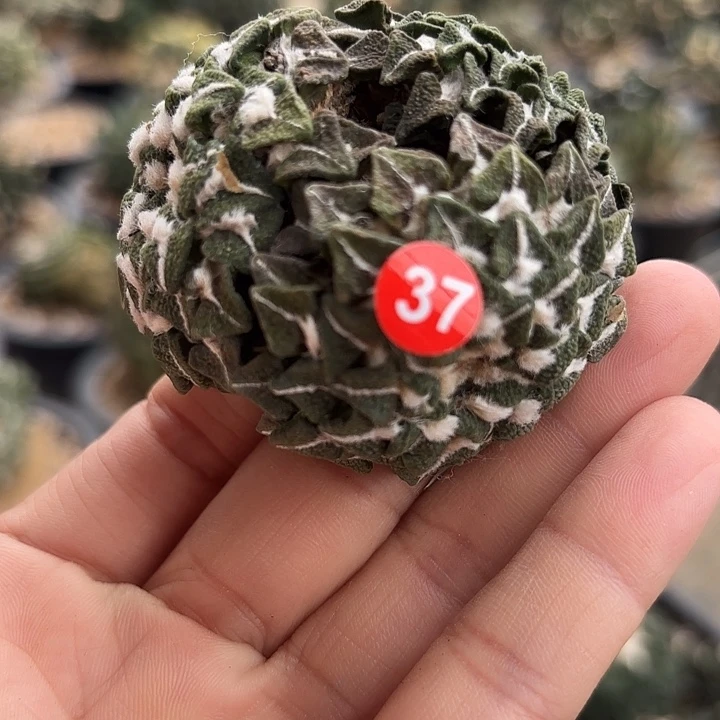 苗接落地仙人球37