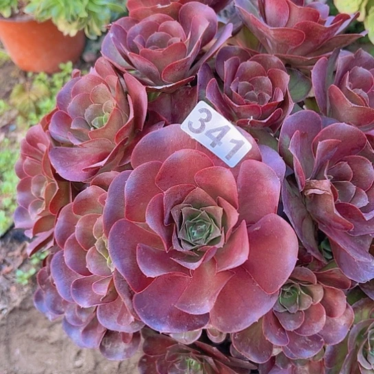 f***g多肉植物一个美金