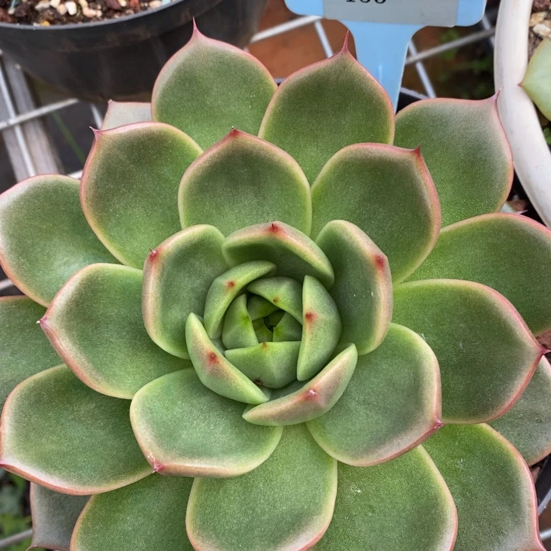 L153东云直播福利