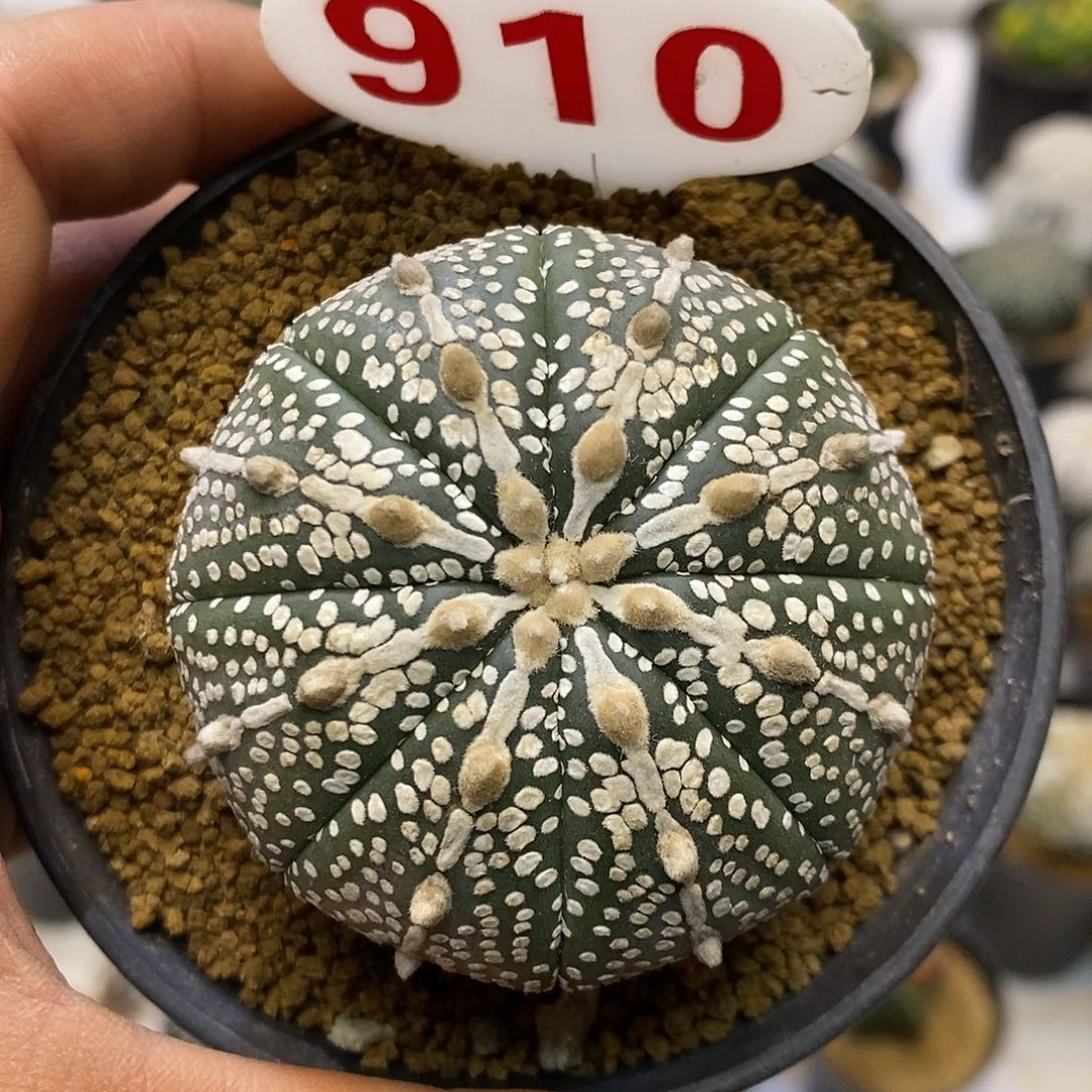 910福利特价来了哦亲