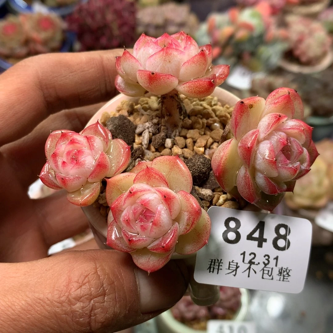 精控拇指盆12.31848