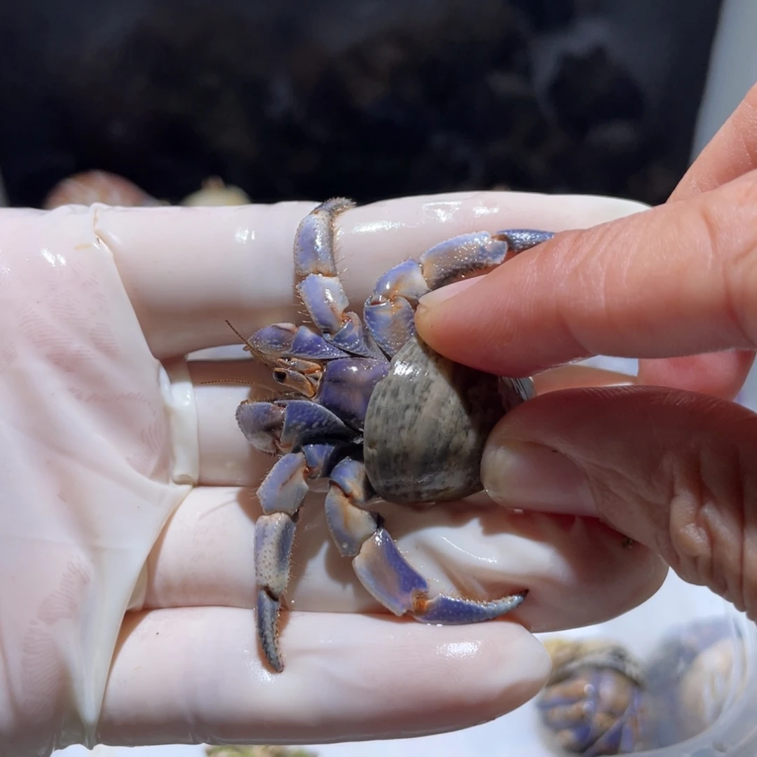 H14 如意宝专拍紫陆1.8口第三只