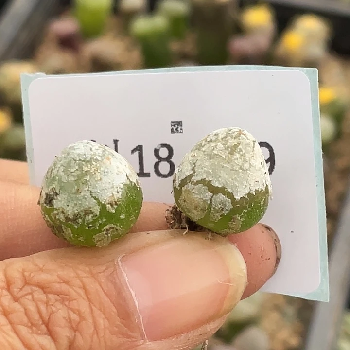 18-139灯泡多肉植物